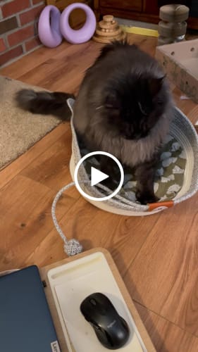 Customer video review of Instinct Basket | Meet the first research-backed natural territory for indoor cats