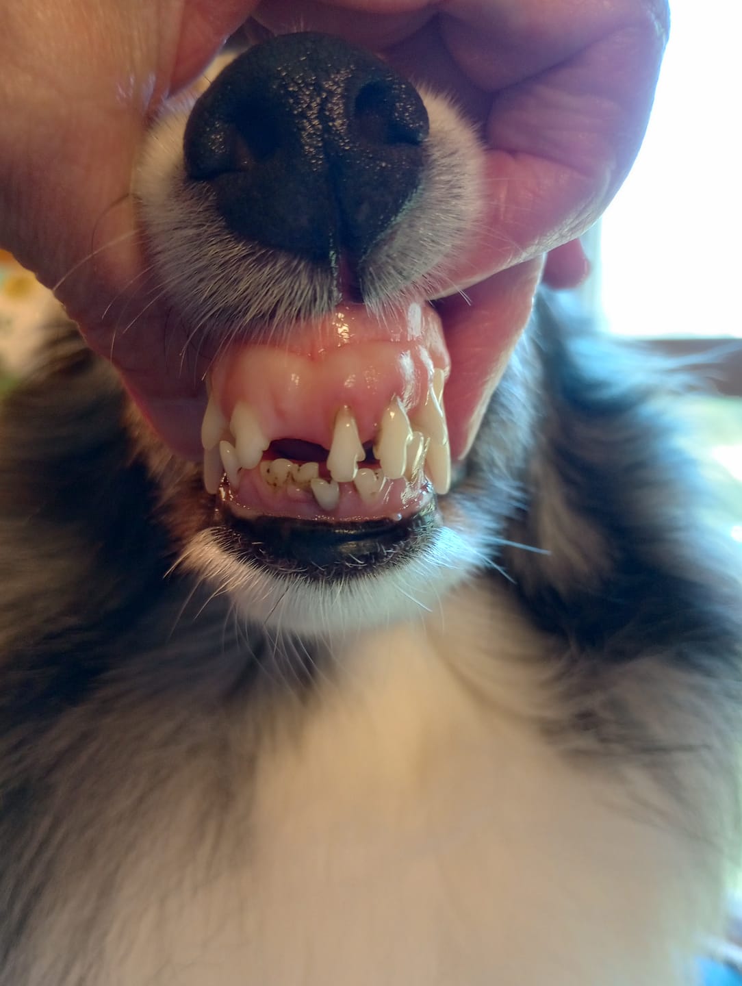 Customer photo review of 1-TDC  Oral Health + Mobility Support for Dogs