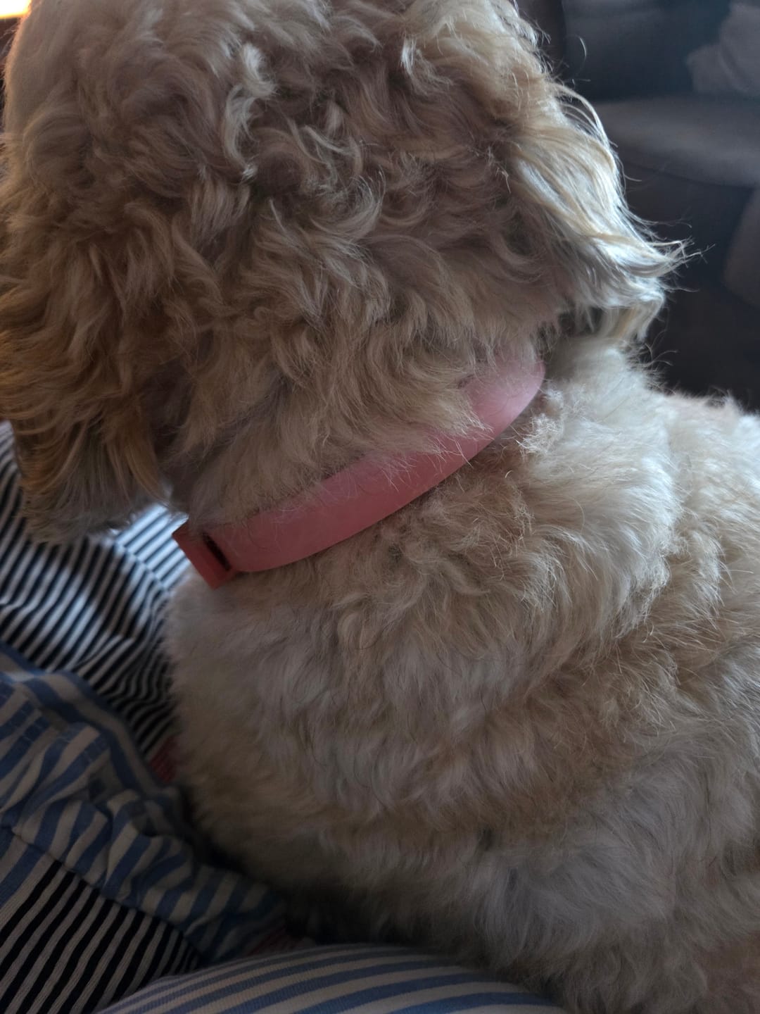Customer photo review of BIO-COLLAR™ - 8 Months Natural Flea & Tick Protection