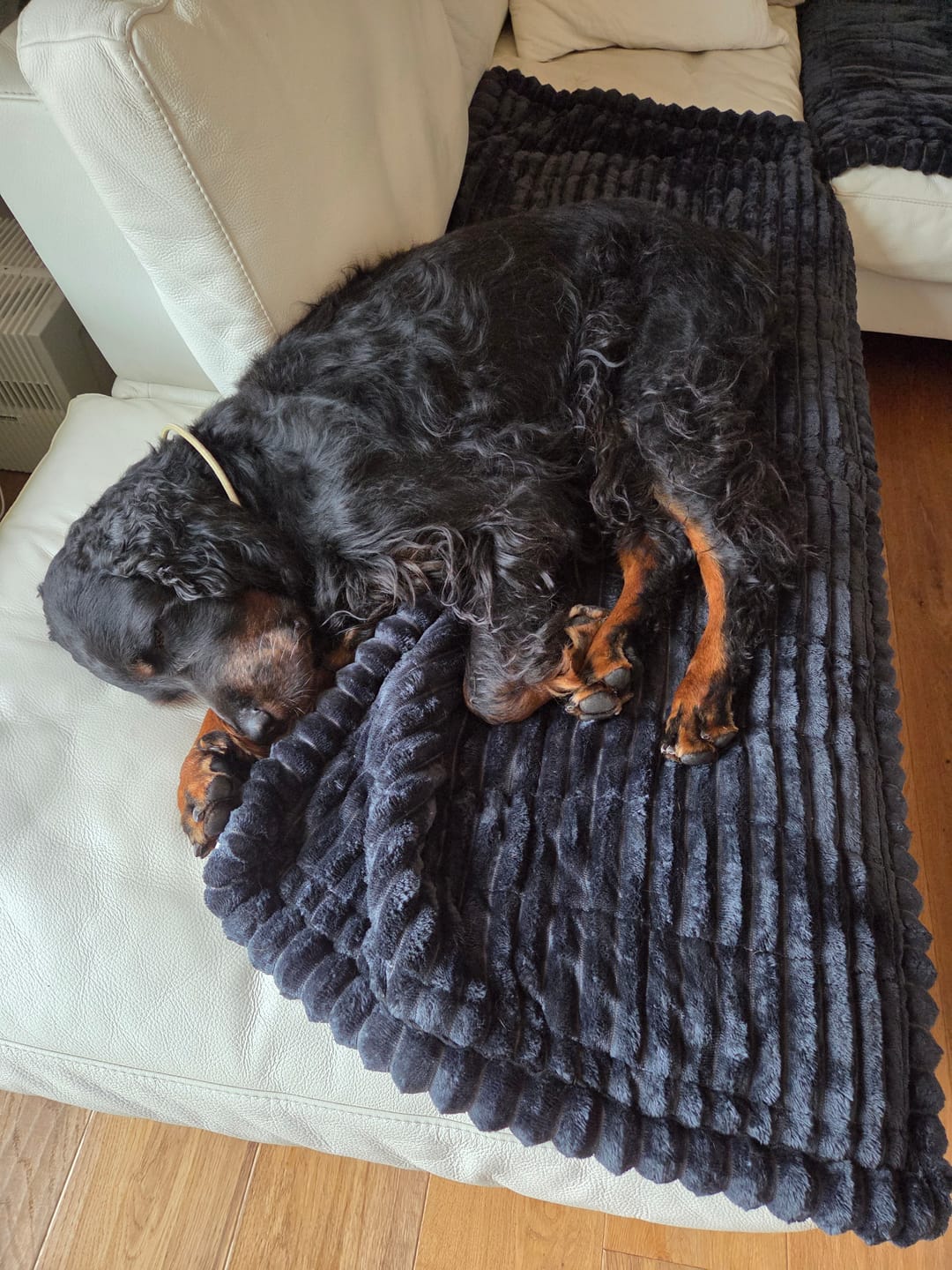 Customer photo review of PetLounge I Premium Sofa-Schutz