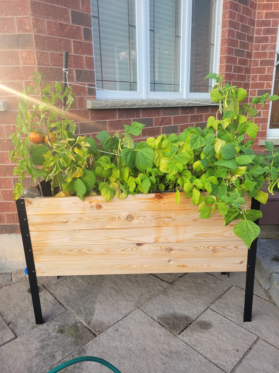 Customer photo review of 18" x 48" Raised Garden Bed - 30" TALL - Select Grade