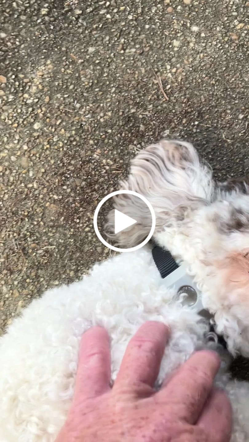 Customer video review of FurLife™ 12 Months Flea and Tick Free