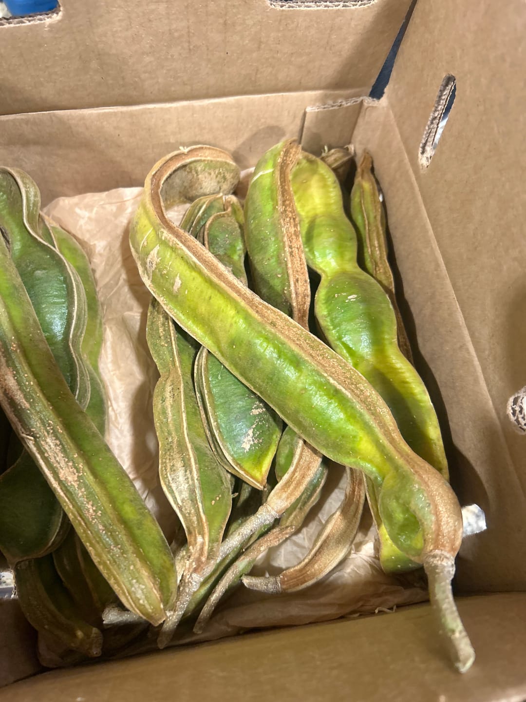 Customer photo review of Ice Cream Bean *Pre-Order*