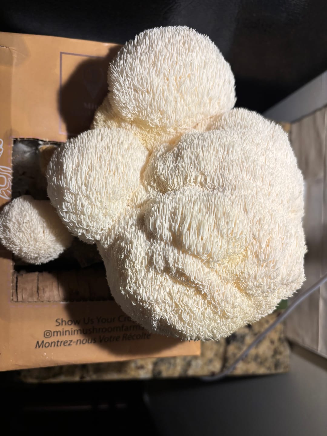 Customer photo review of 4 Grow Kits Variety Pack