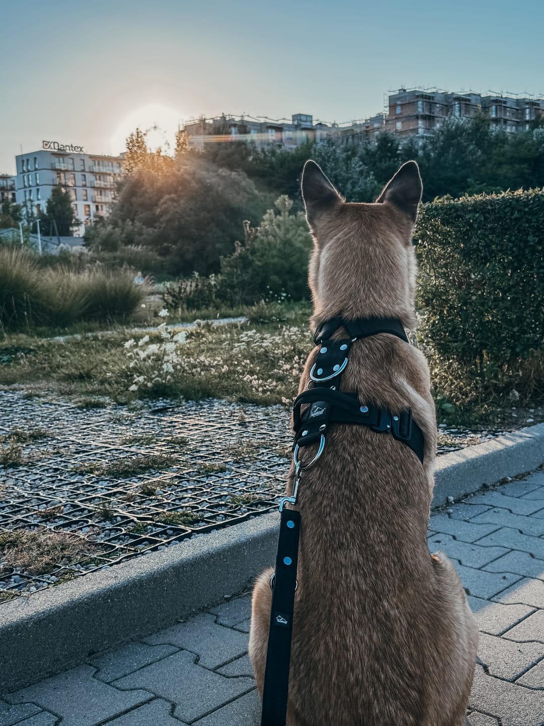 Customer photo review of Szelki z szybką klamrą - Easy Walk Extreme Czarne