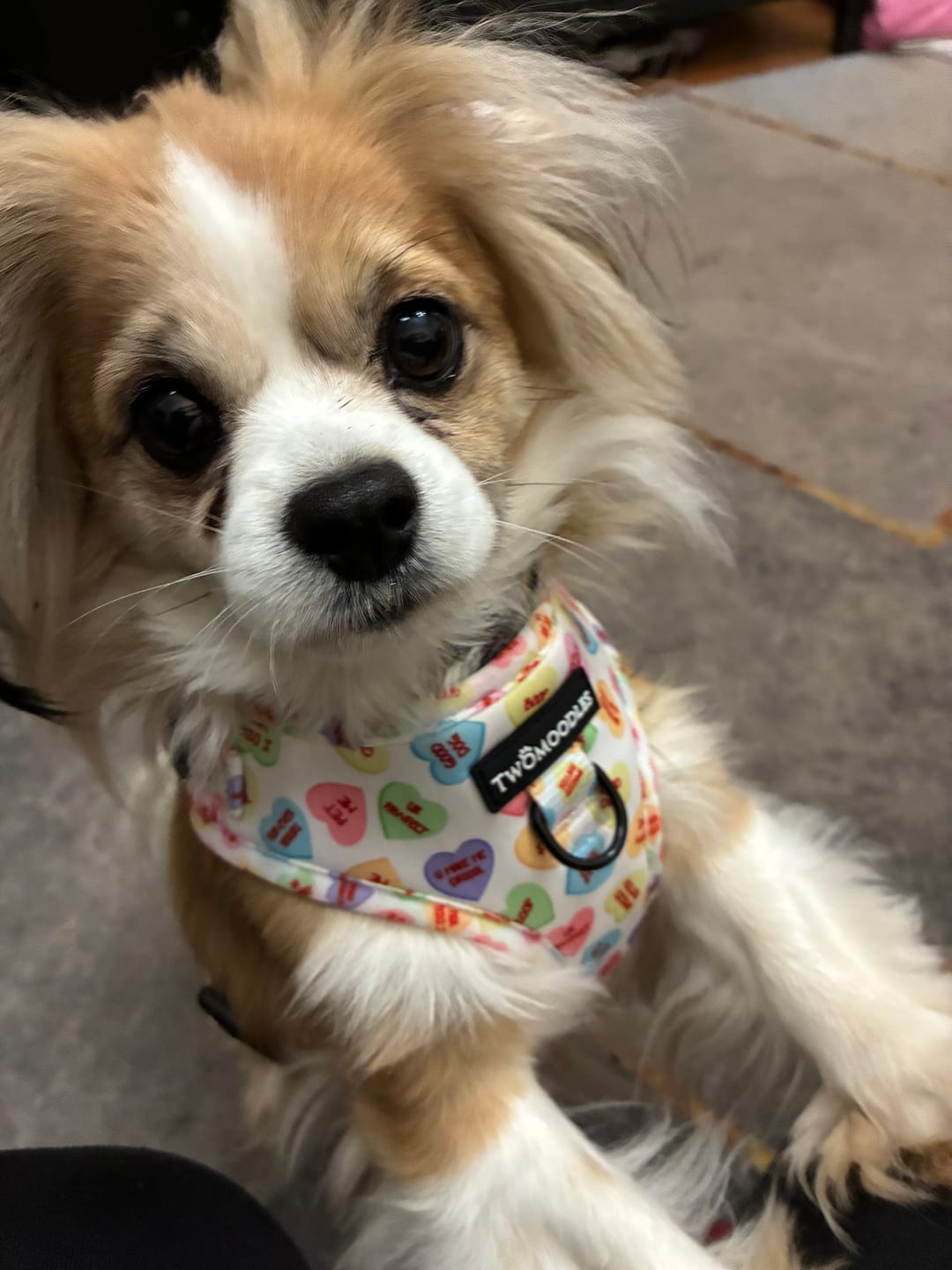 Customer photo review of Sweet Talker Adjustable Dog Harness
