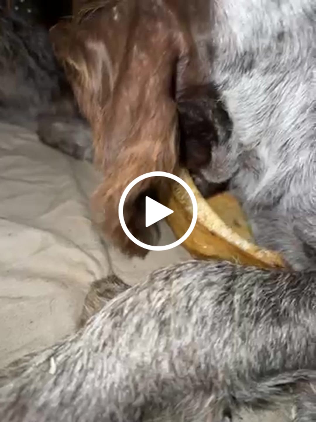 Customer video review of Chest Bone (11" x 6"x 3”): The Durable, Flavor-Packed Chew for Light and Moderate Chewers