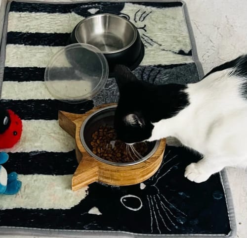 Customer photo review of Cat Print Doormat - Waterproof Soft Floor Rug