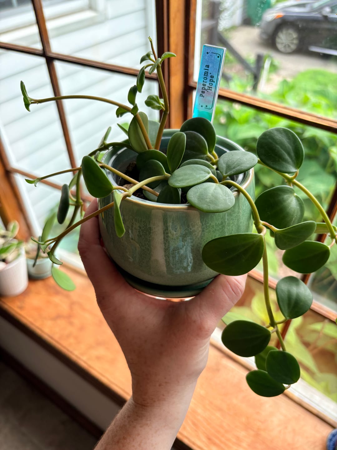 Customer photo review of Peperomia 'Hope'