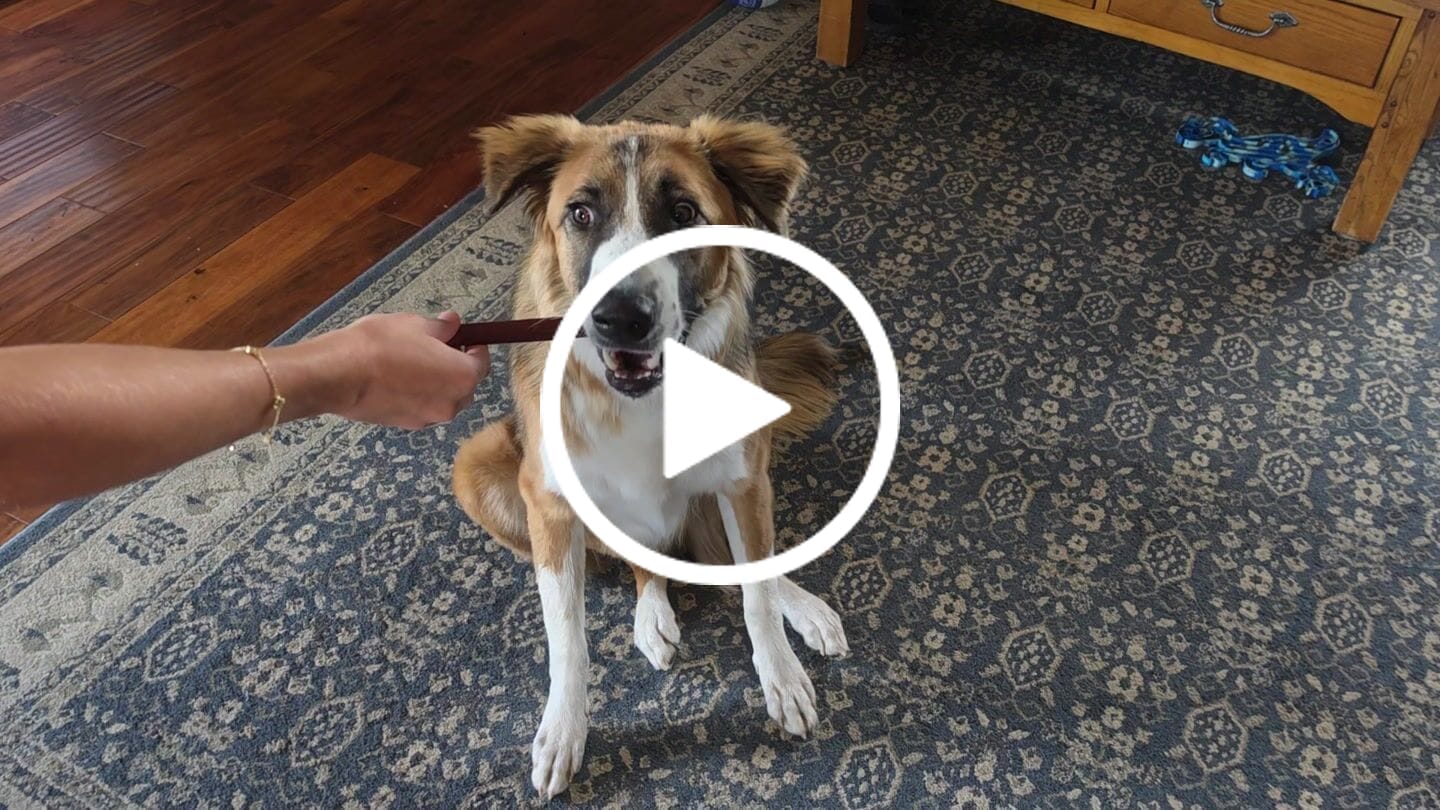 Customer video review of Beef Collagen Sticks 6-Inch | Joint Support & Dental Health Dog Chew