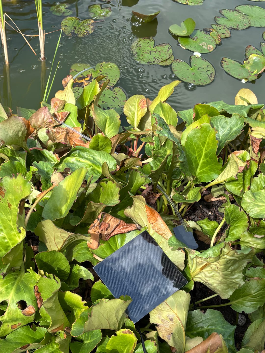Customer photo review of Calviro AquaFlow™ Zonne-energie Vijverbeluchter