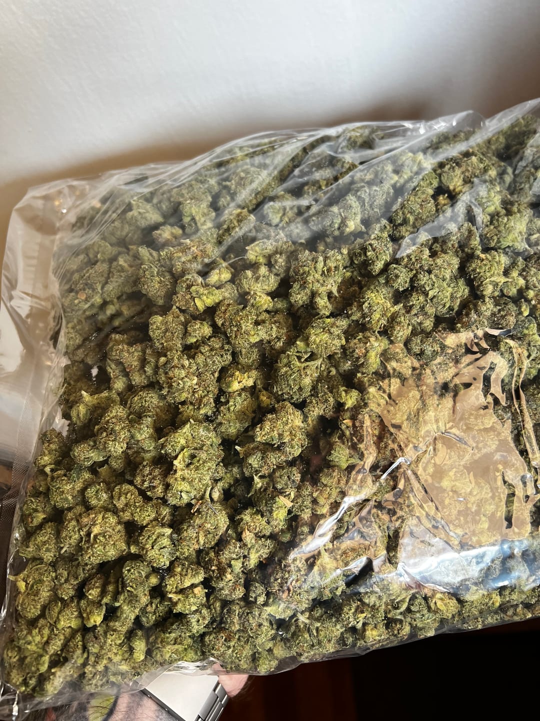 Customer photo review of Gorilla Glue Indoor Minis - Bulk Minis - Hybrid