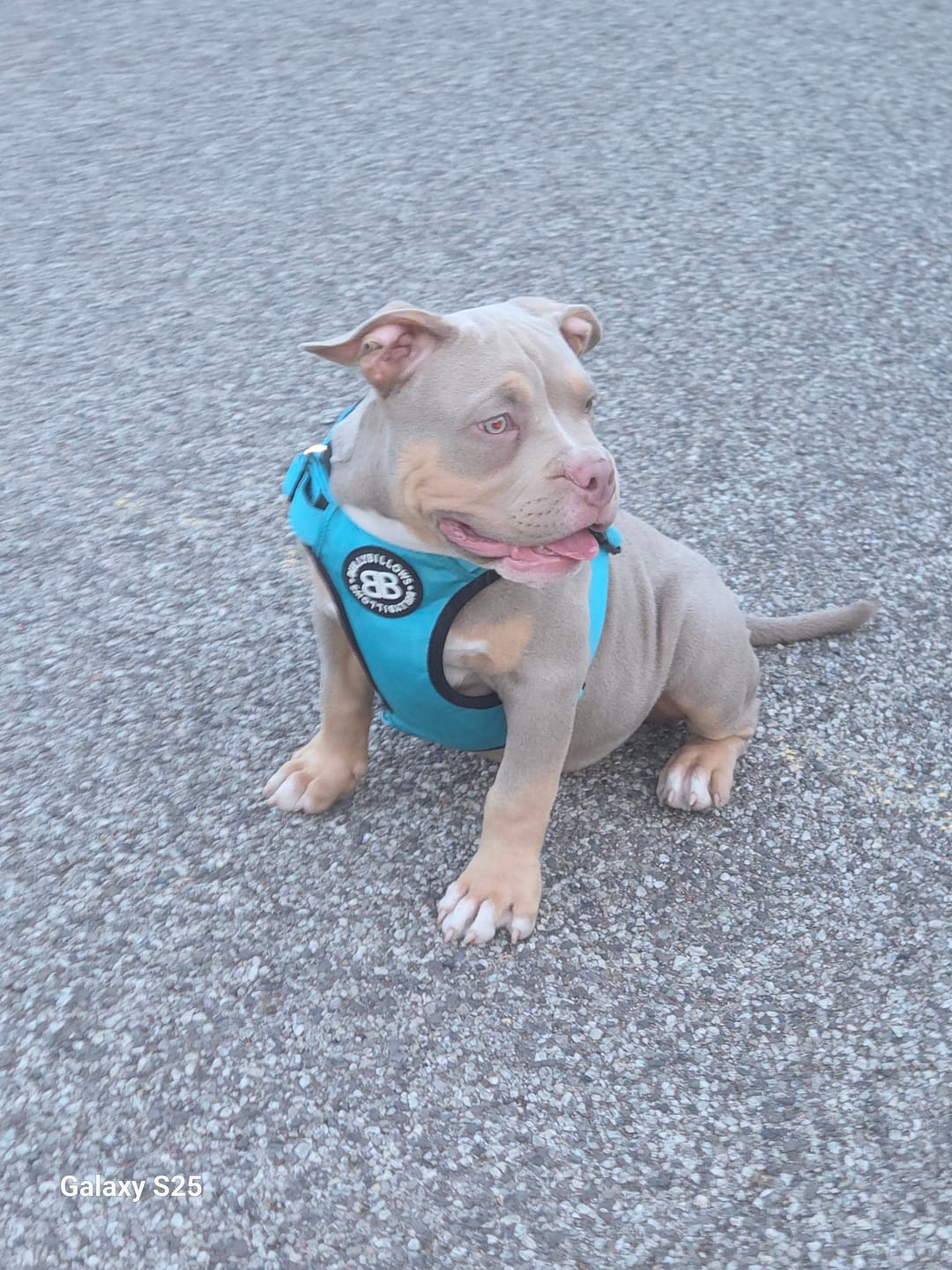Customer photo review of Comfort Premium Harness | Non Restrictive - Light Blue
