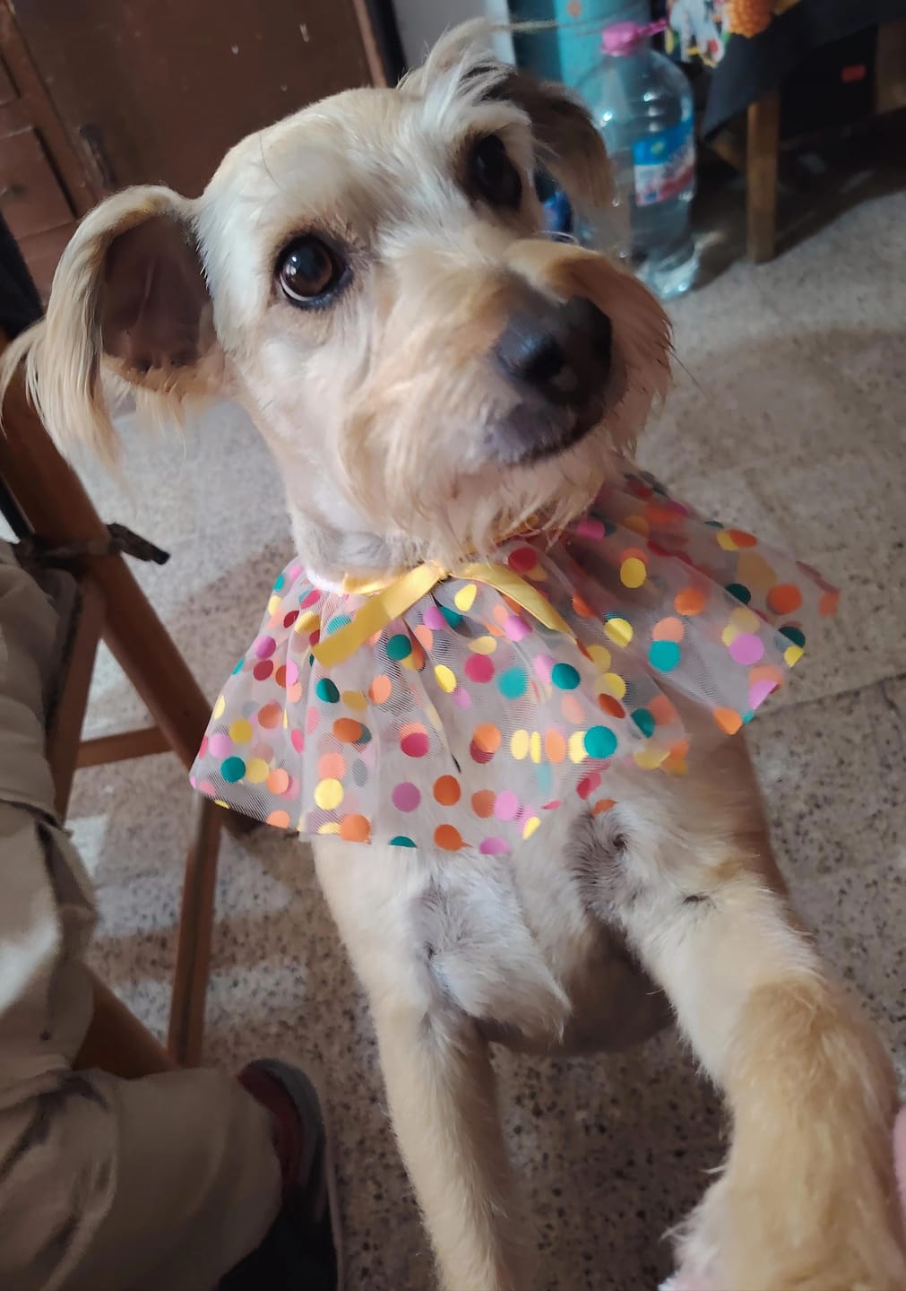 Customer photo review of CT3331 1 Pieza De Paliacate Para Mascota