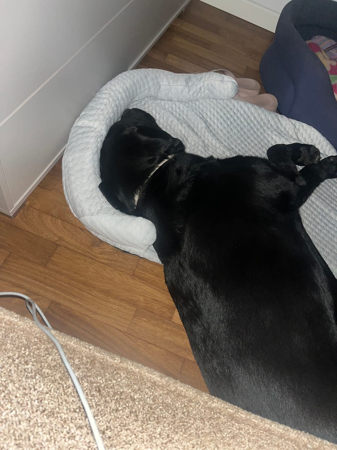 Customer photo review of FrostPaw™ - Cuccia rinfrescante per cani e gatti