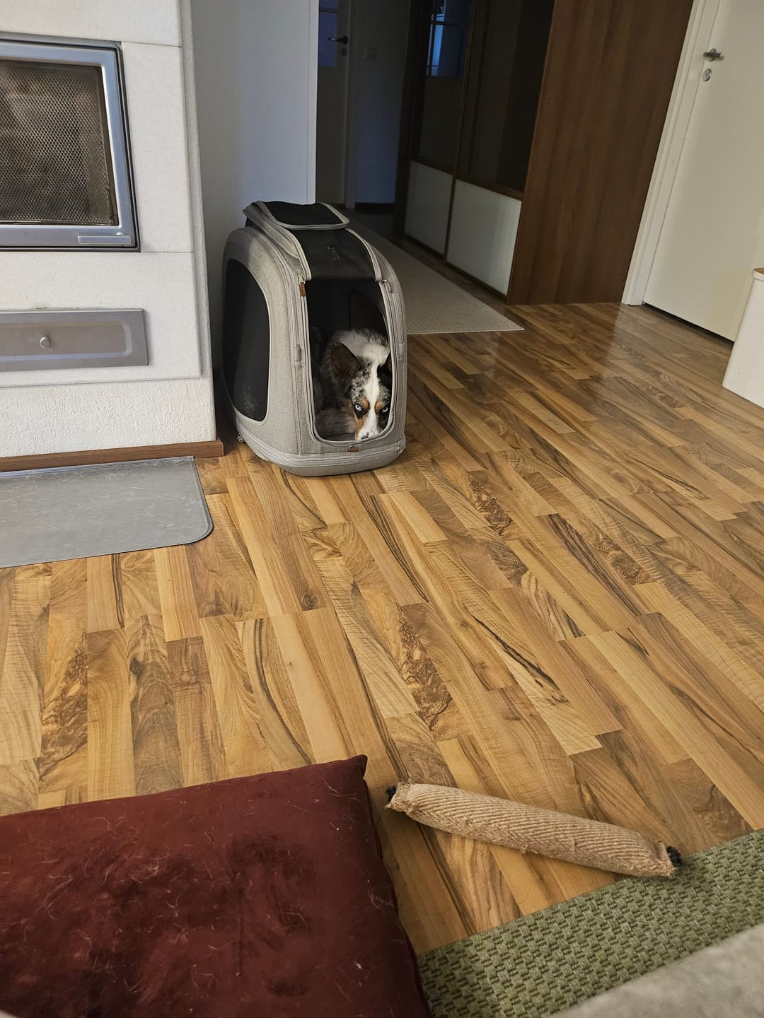 Customer photo review of Crispin - Törmäystestattu lemmikin kuljetuslaatikko