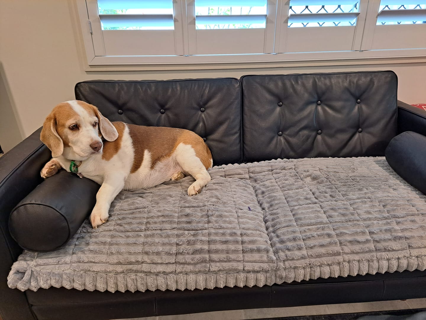 Customer photo review of CouchCloud - Couch Covers