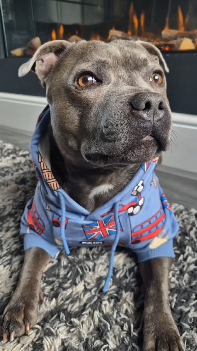Customer photo review of The UK Dog Hoodie