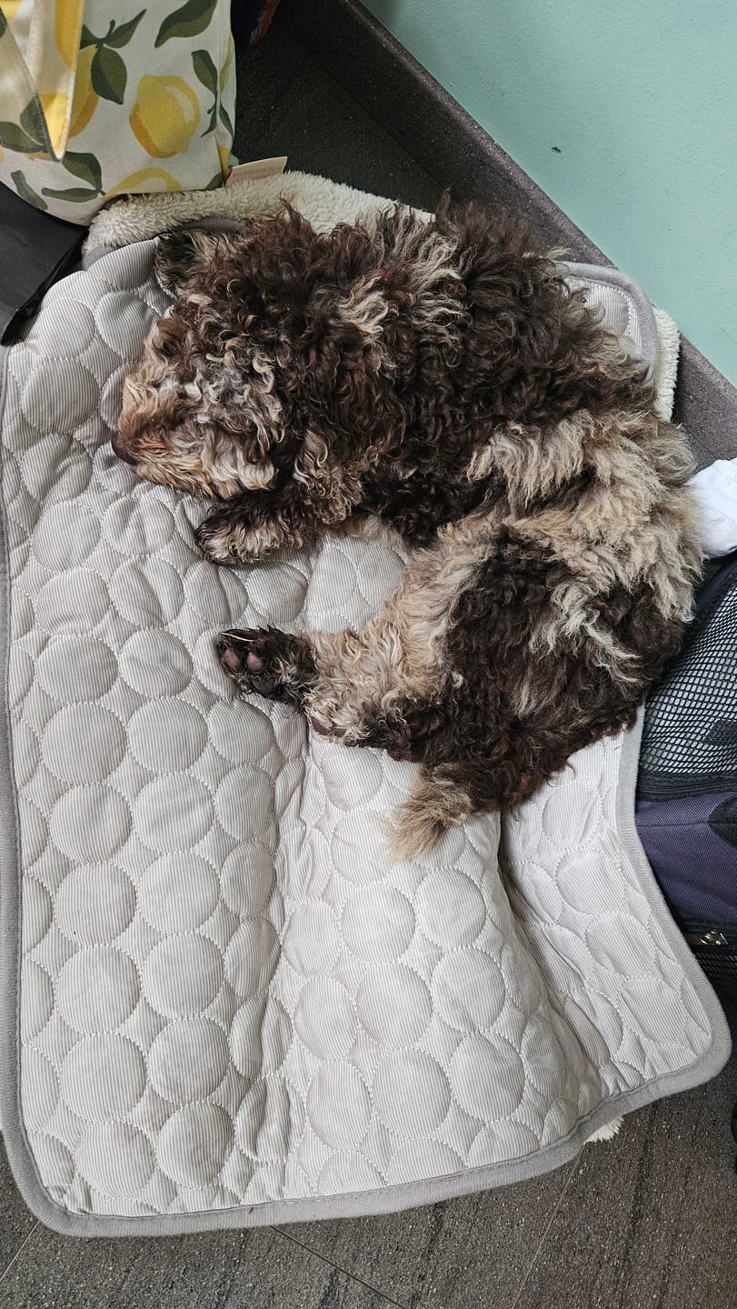 Customer photo review of Kühlmatte Hund ohne Gel