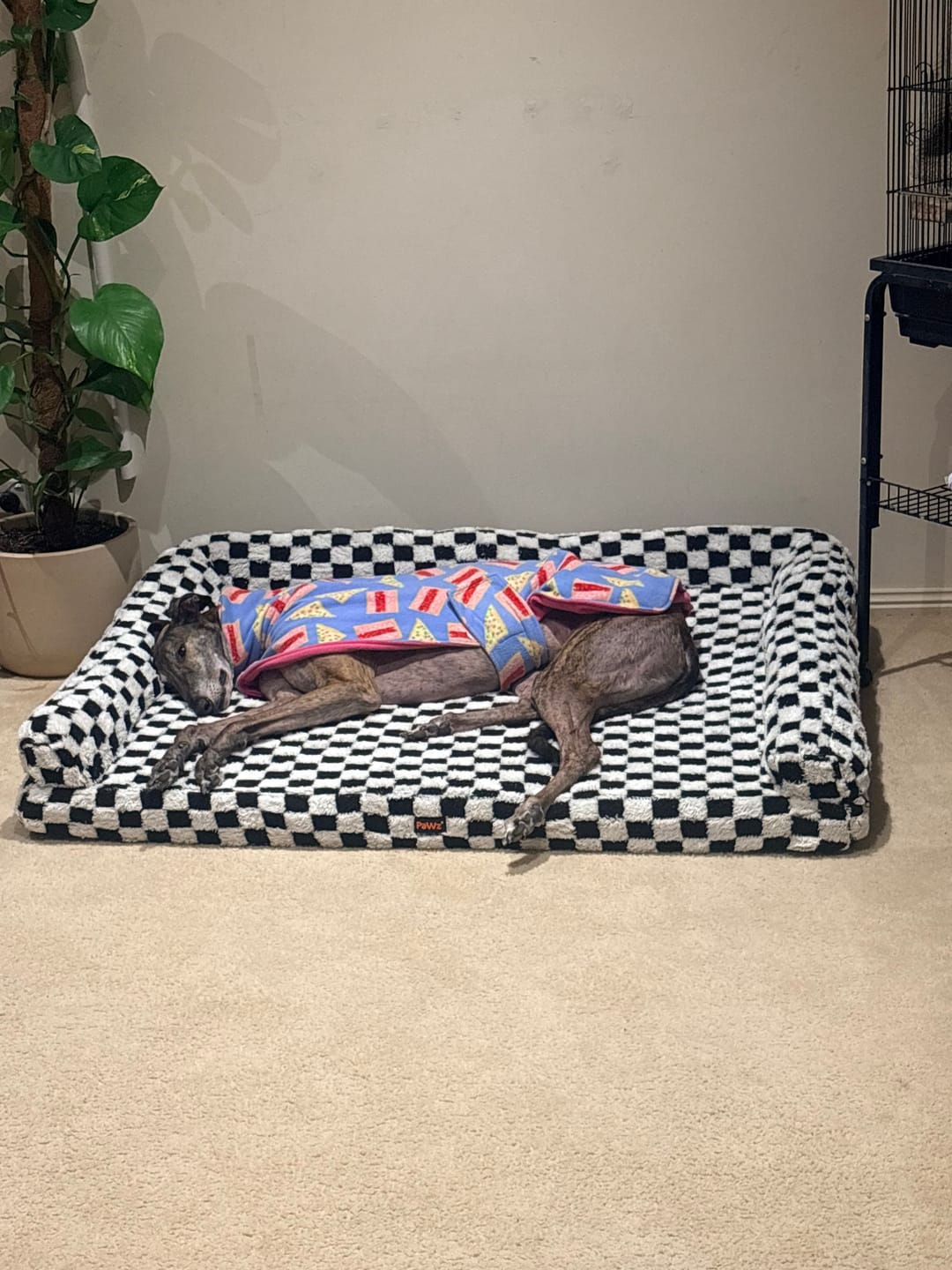 Customer photo review of Orthopedic Dog Bed Pet Mat Calming Checkered Plush Sofa Washable