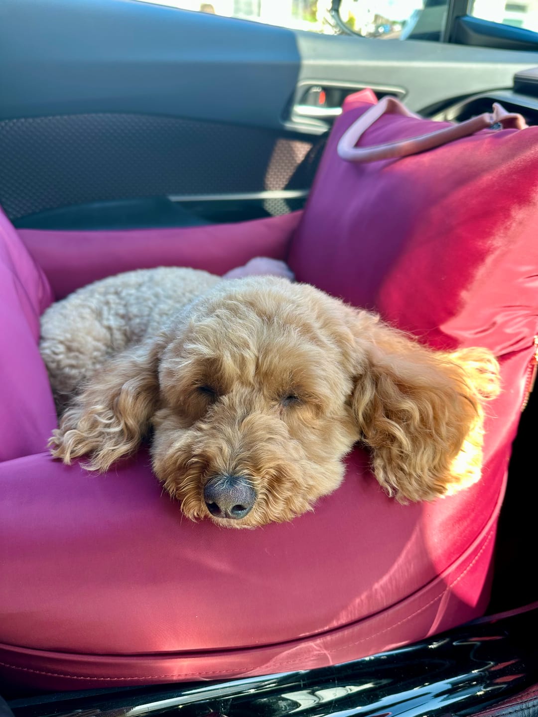 Customer photo review of Travel Dog Pod - Rosewood
