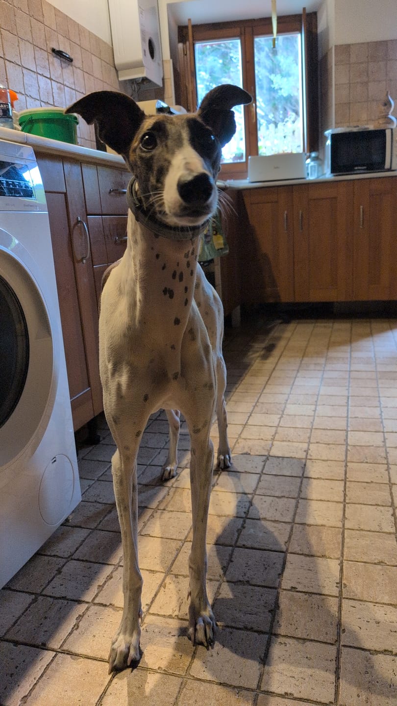 Customer photo review of Grain Free Puppy Salmon & Turkey
