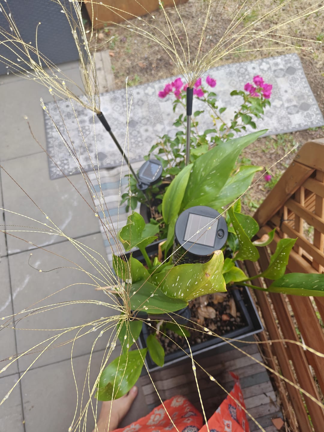 Customer photo review of Lampes Solaires Jardin LED Feu d’Artifice – Éclairage Extérieur Magique