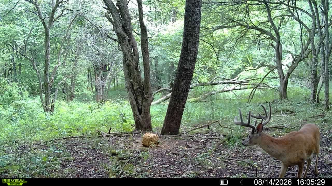 Customer photo review of Tactacam Reveal Ultra Cellular Trail Camera