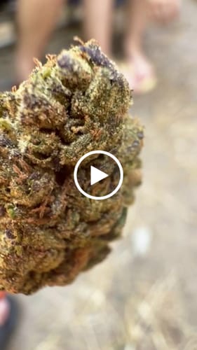 Customer video review of THC-A Flower California Love