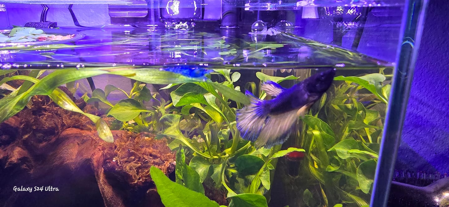 Customer photo review of Blue Dream Shrimp