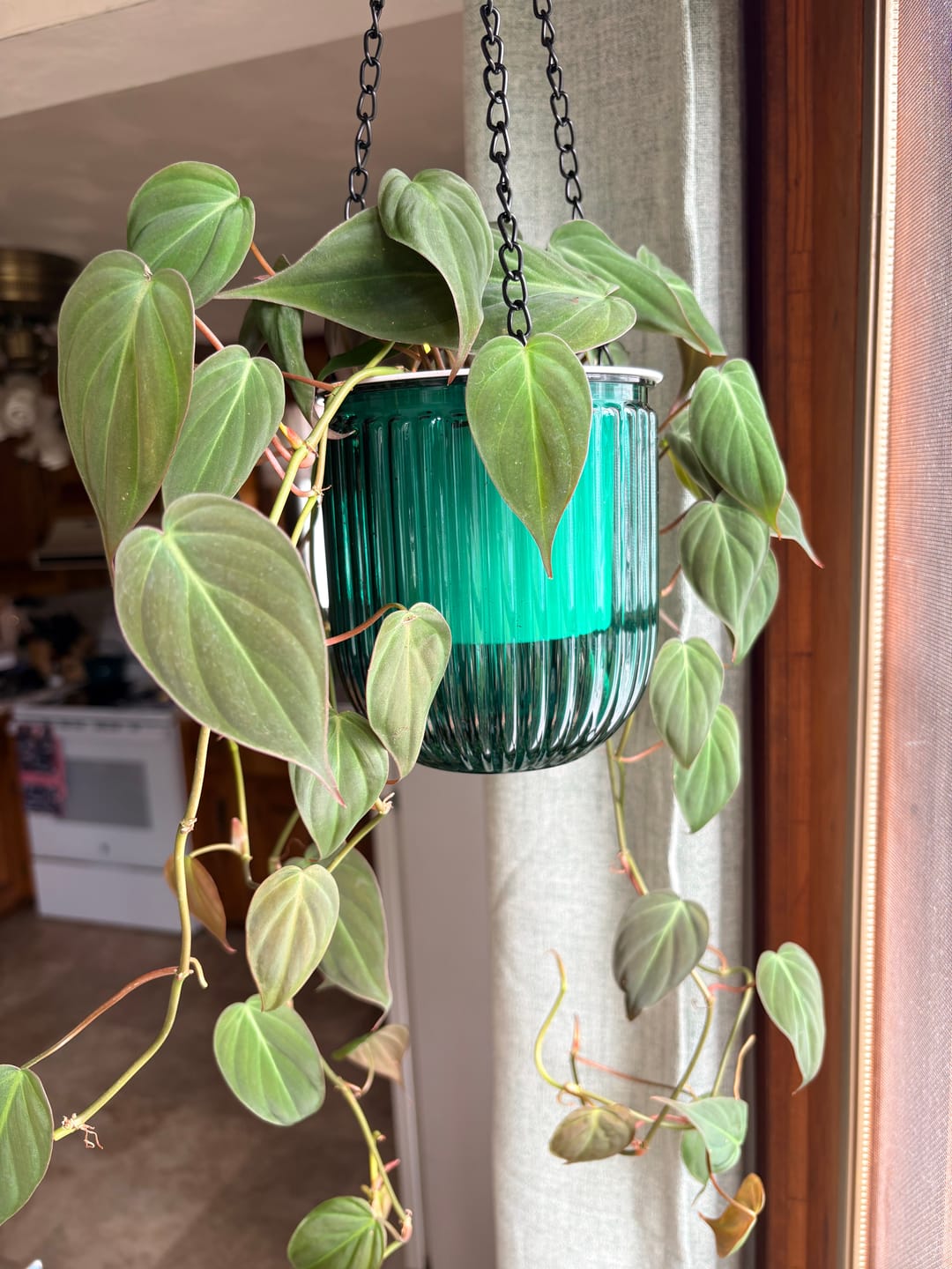 Customer photo review of Philodendron hederaceum 'Micans'