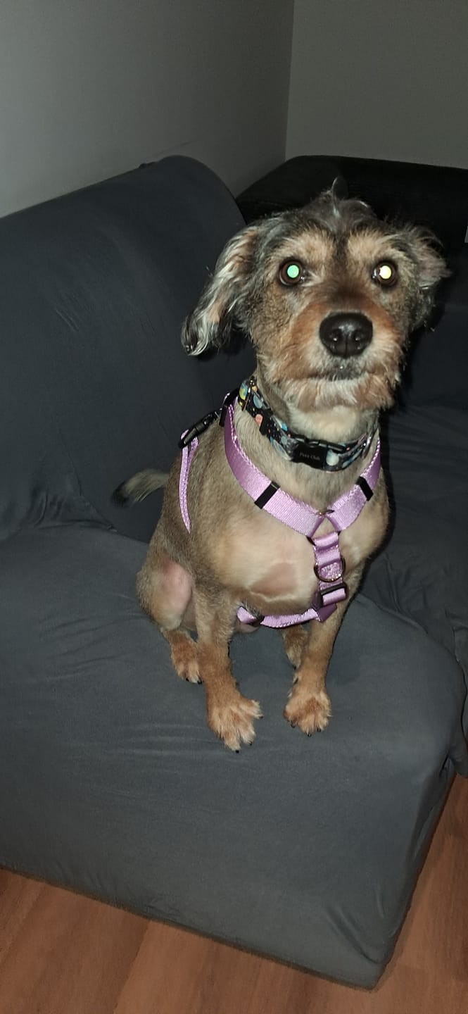 Customer photo review of Arnes H Antitirones Pets Club Confort
