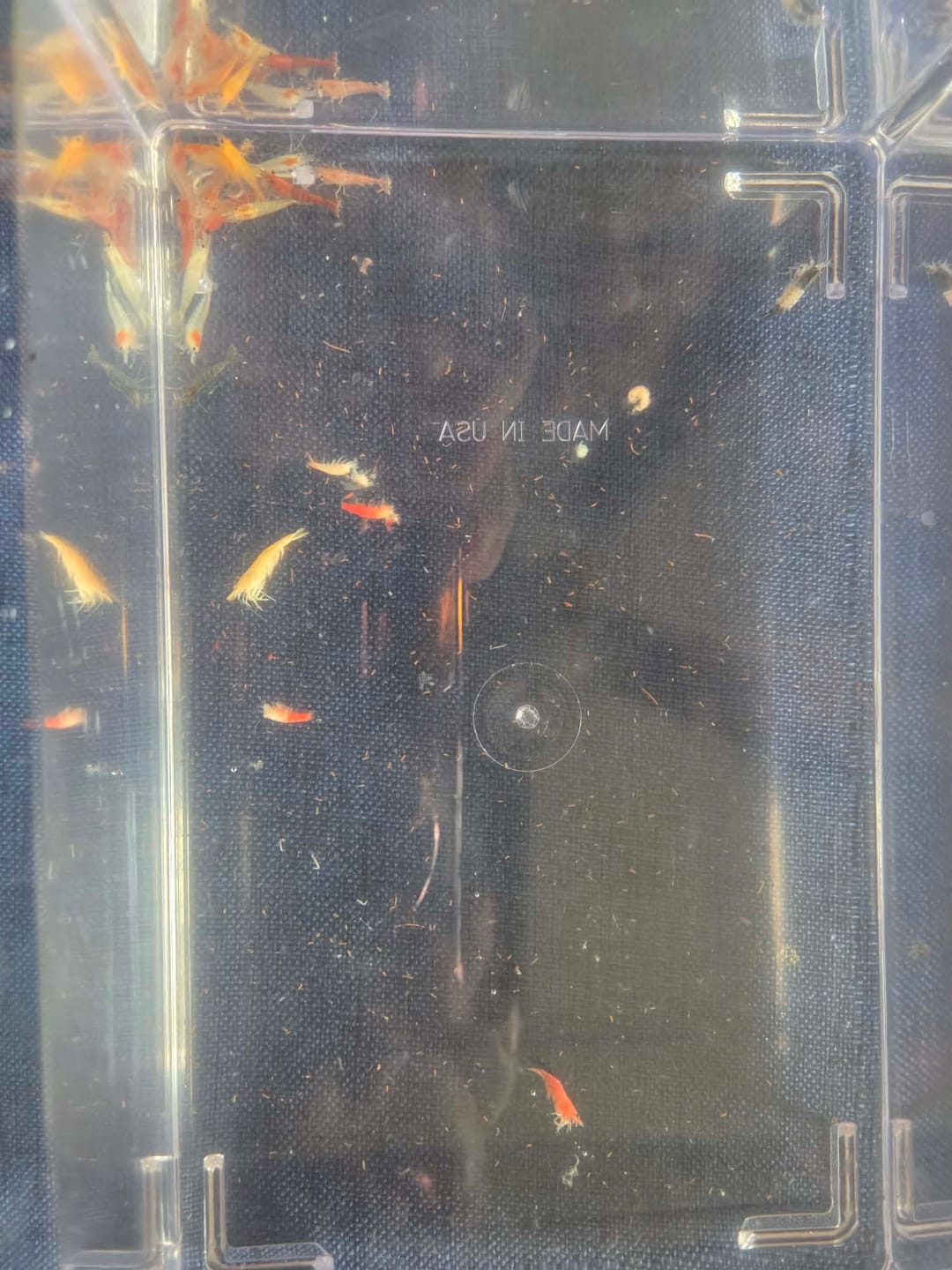 Customer photo review of Skittles Shrimp