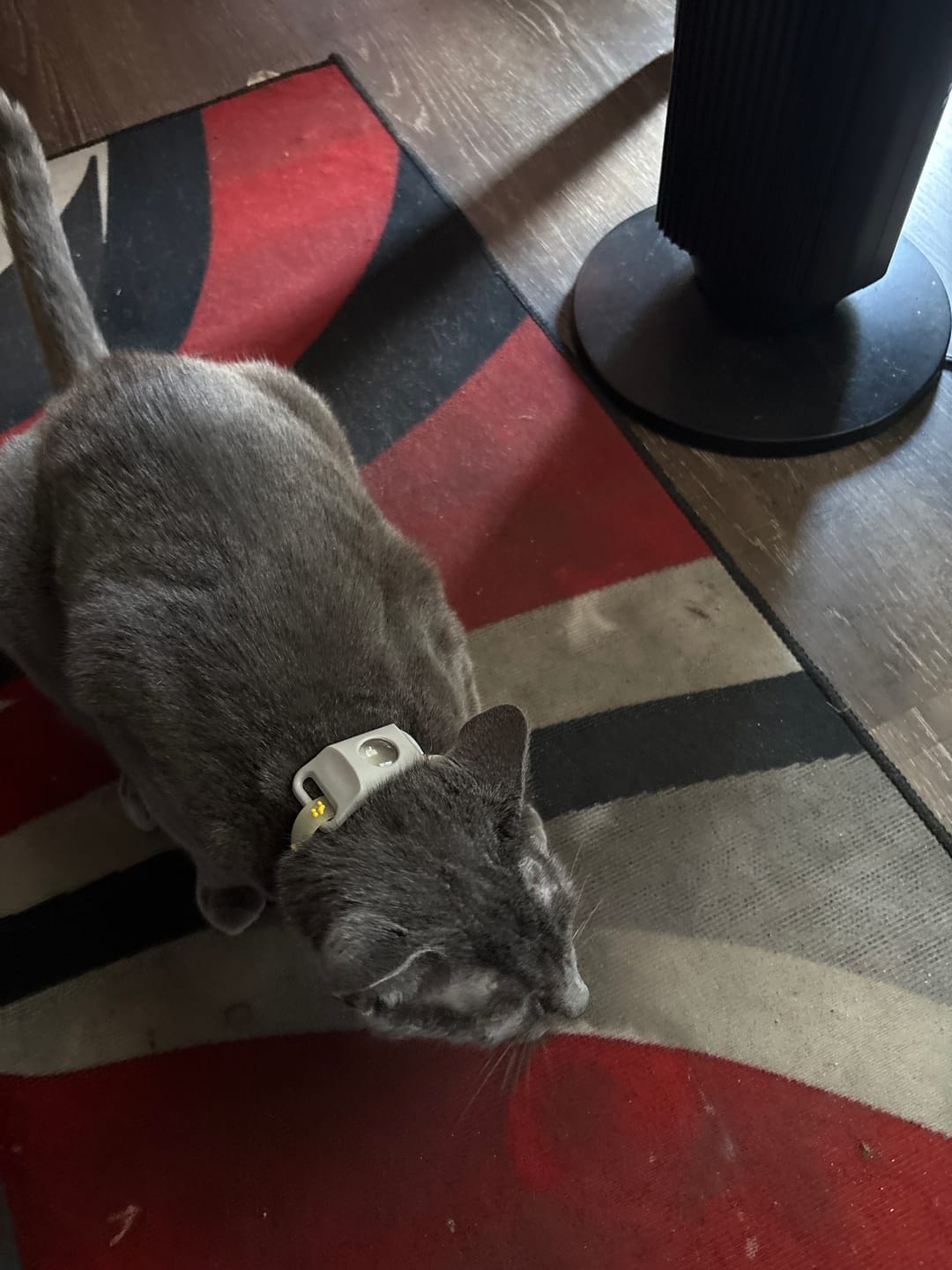 Customer photo review of FurLife™ 12 Months Flea and Tick Free