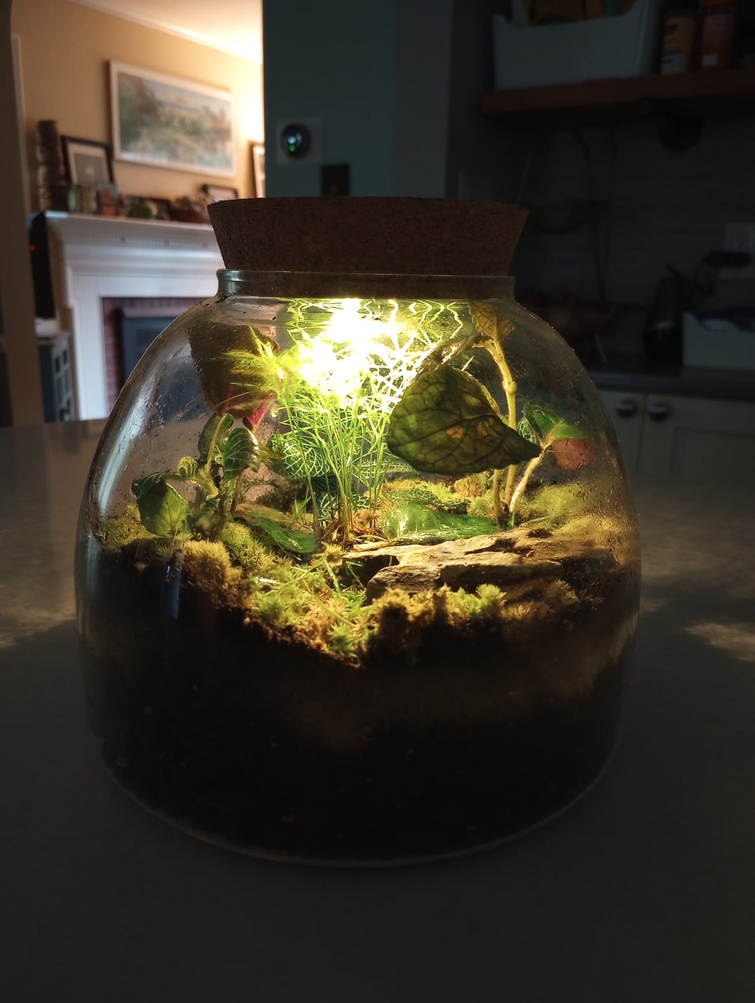 Customer photo review of Light Up Terrarium Kit