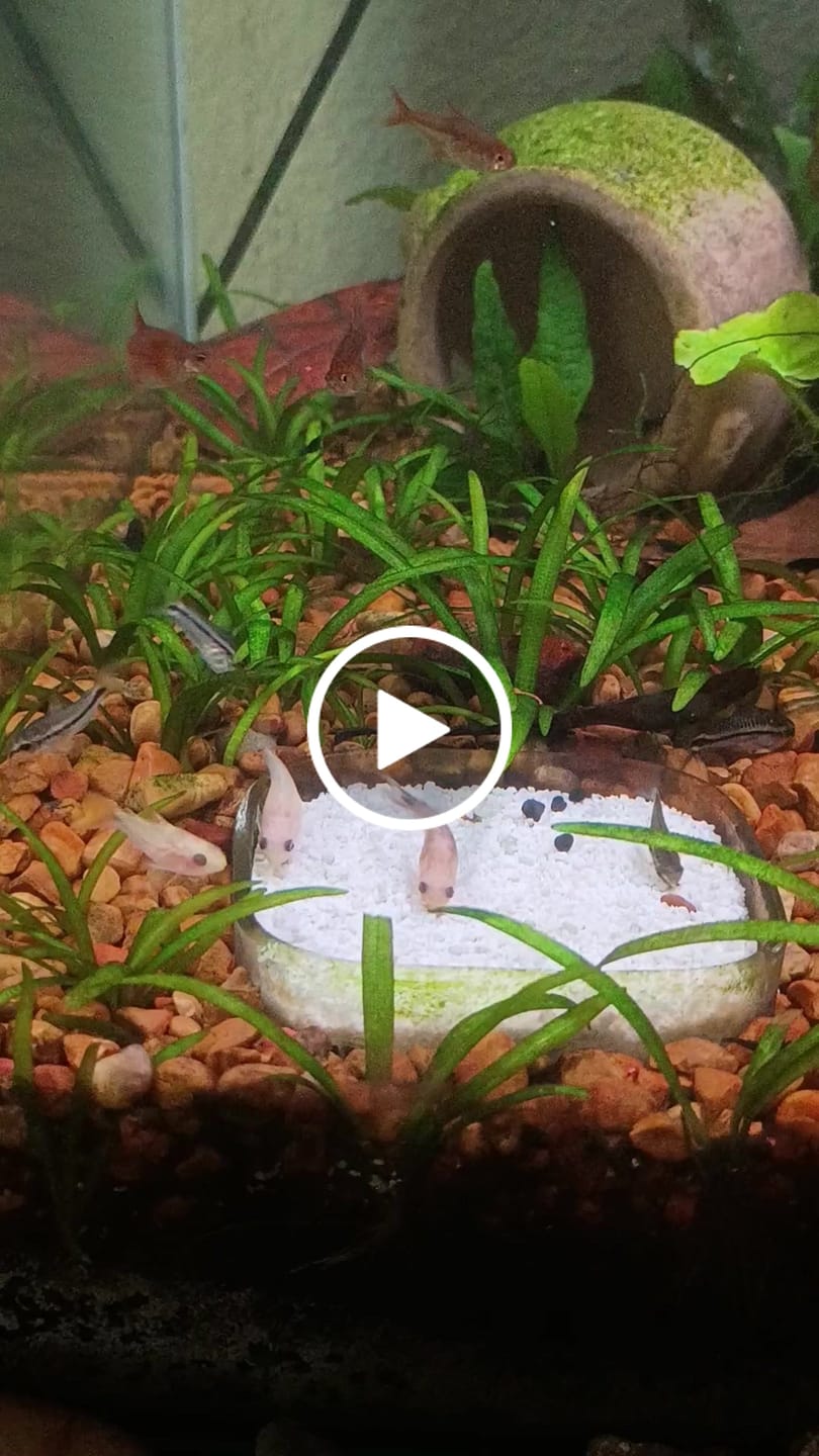 Customer video review of Pygmy Cory Catfish (Corydoras pygmaeus)