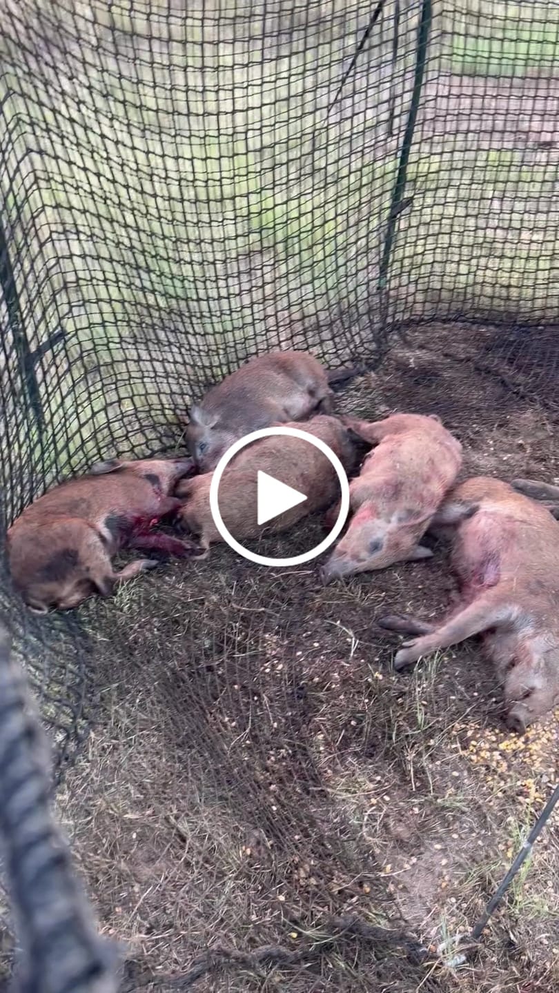 Customer video review of Pig Brig Trap System