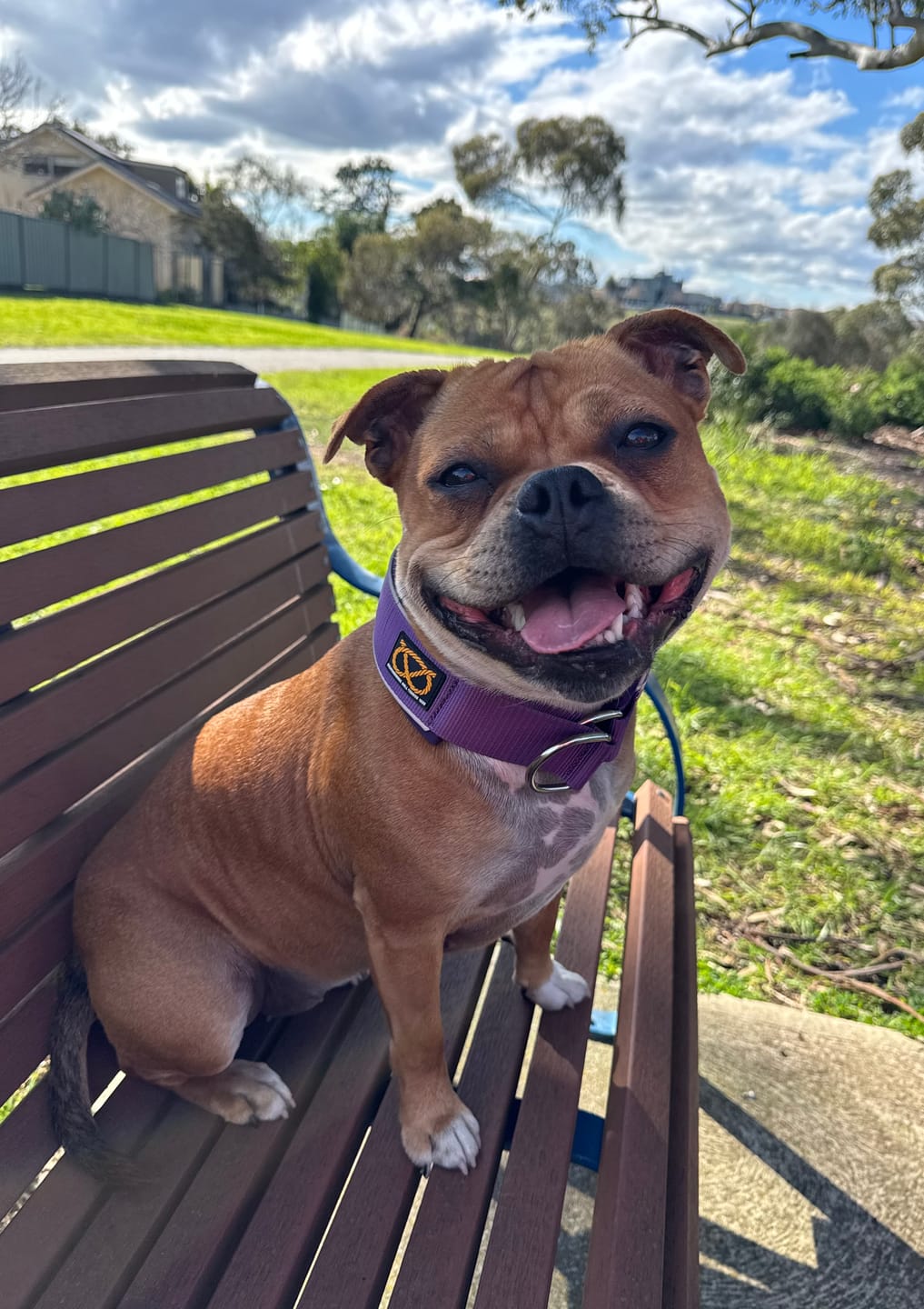 Customer photo review of Staffordshire Bull Terrier 1935® Martingale Collar - Purple