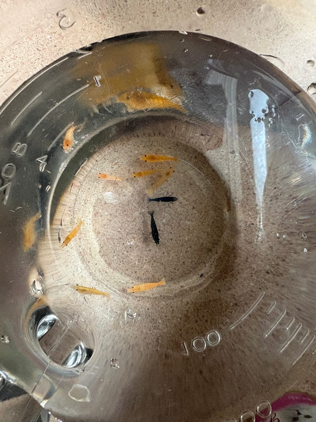 Customer photo review of Blue Dream Shrimp