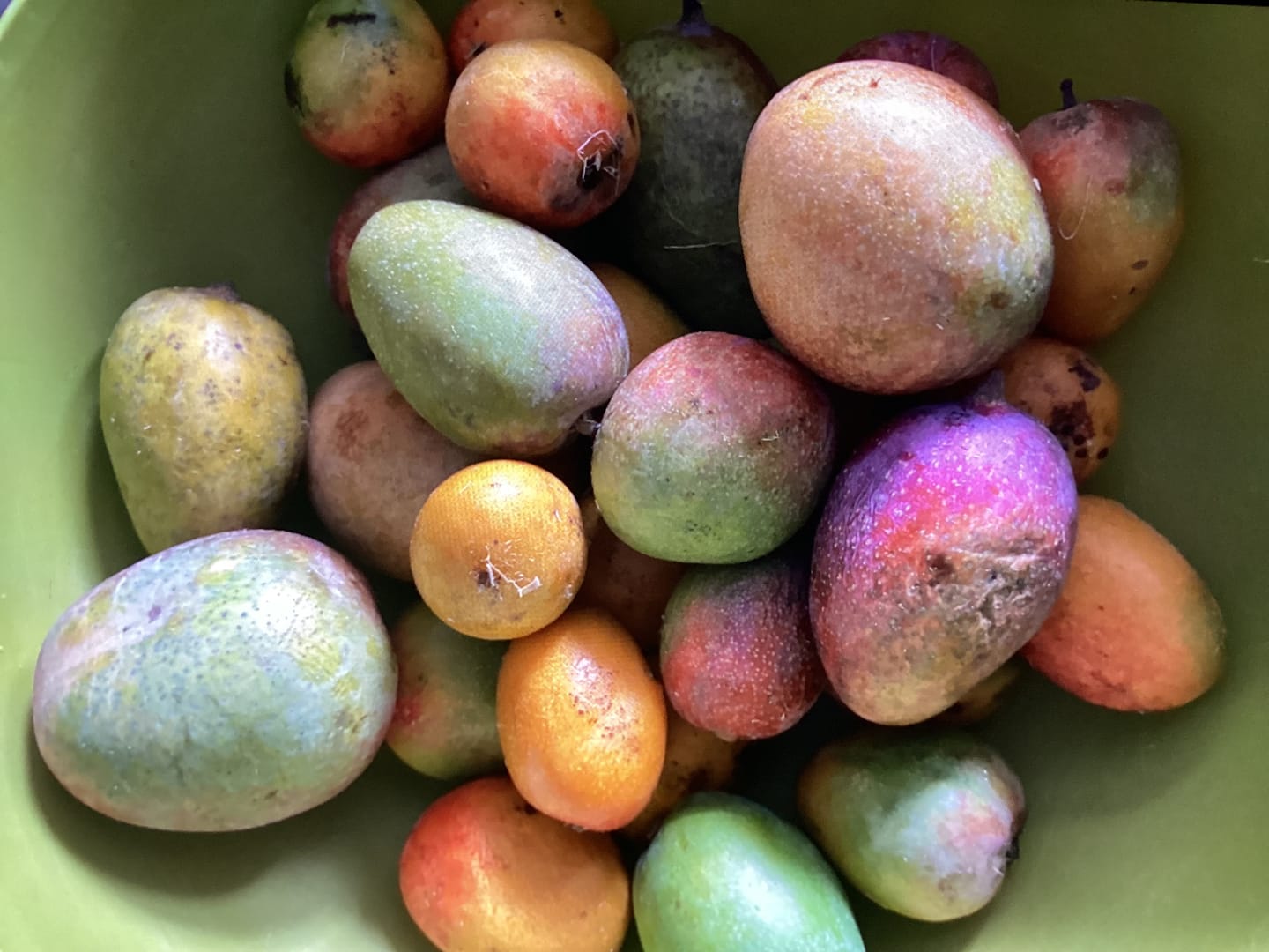 Customer photo review of Baby-Mango Mix "Wild Wonders" von Julian