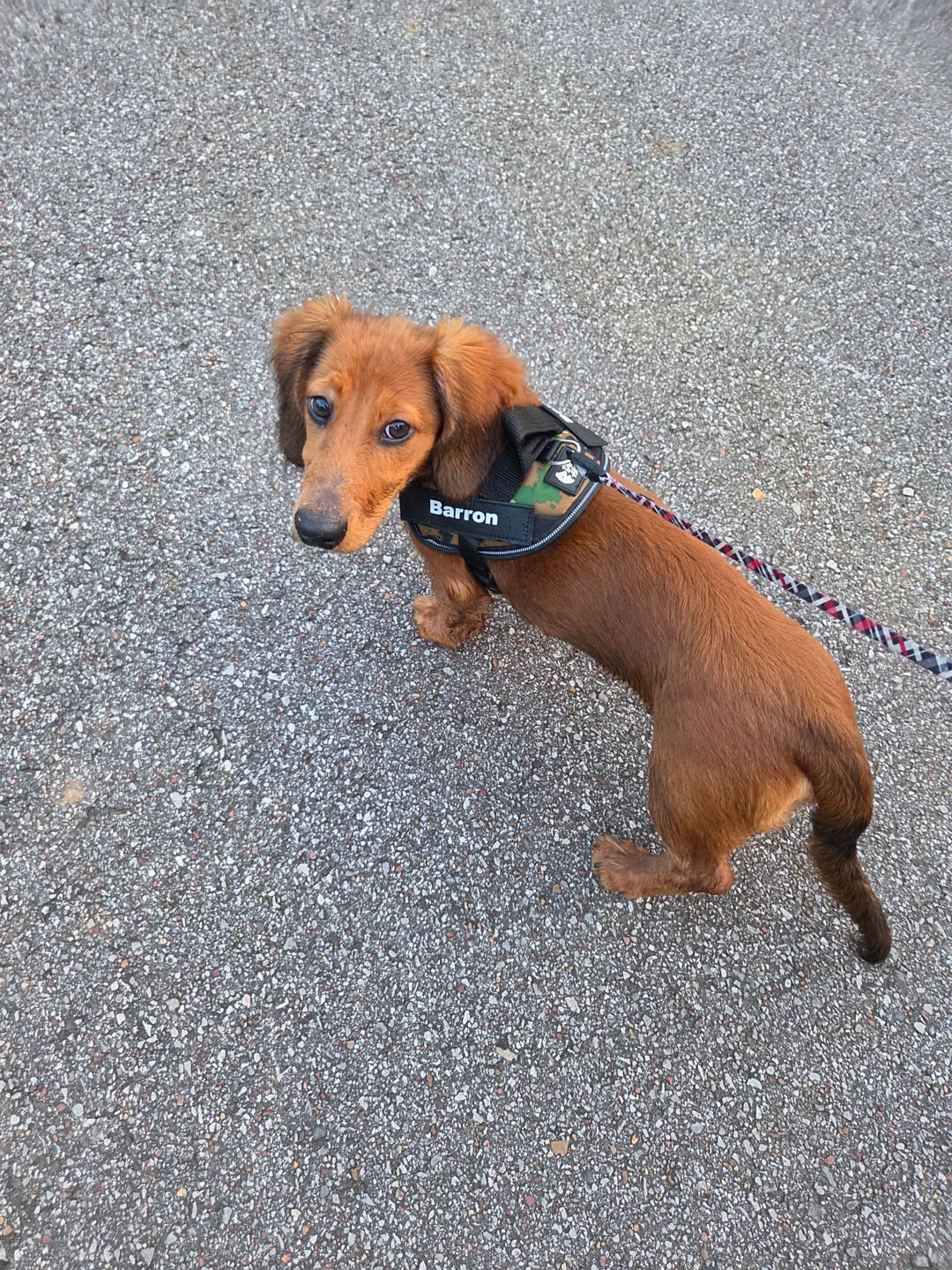 Customer photo review of Personalized Dog Harness