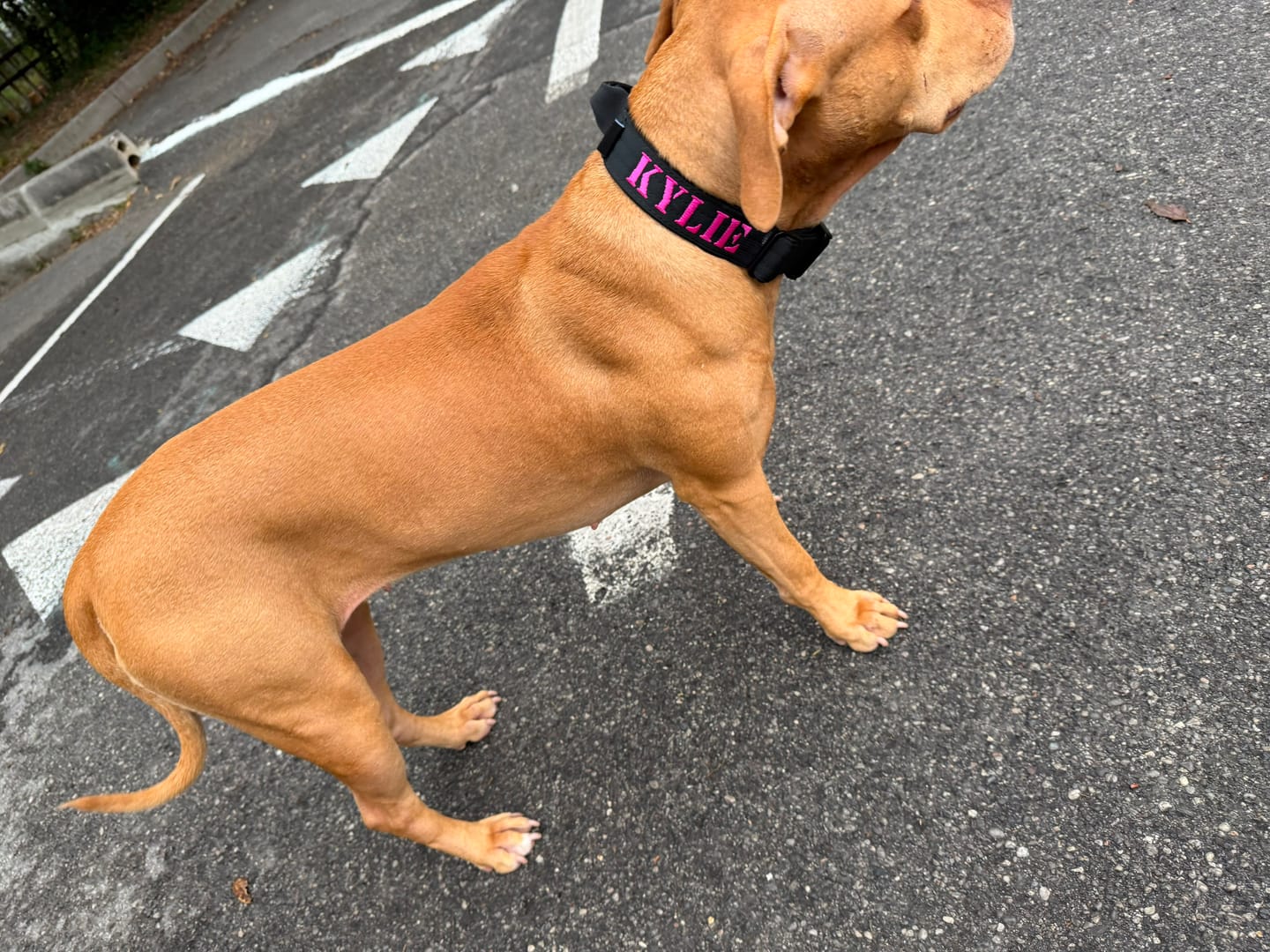 Customer photo review of Collare Crime 3cm