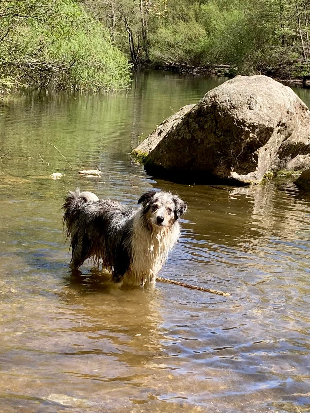 Customer photo review of Shampoing Sans Rinçage - Apaisant pour chien 🏔️