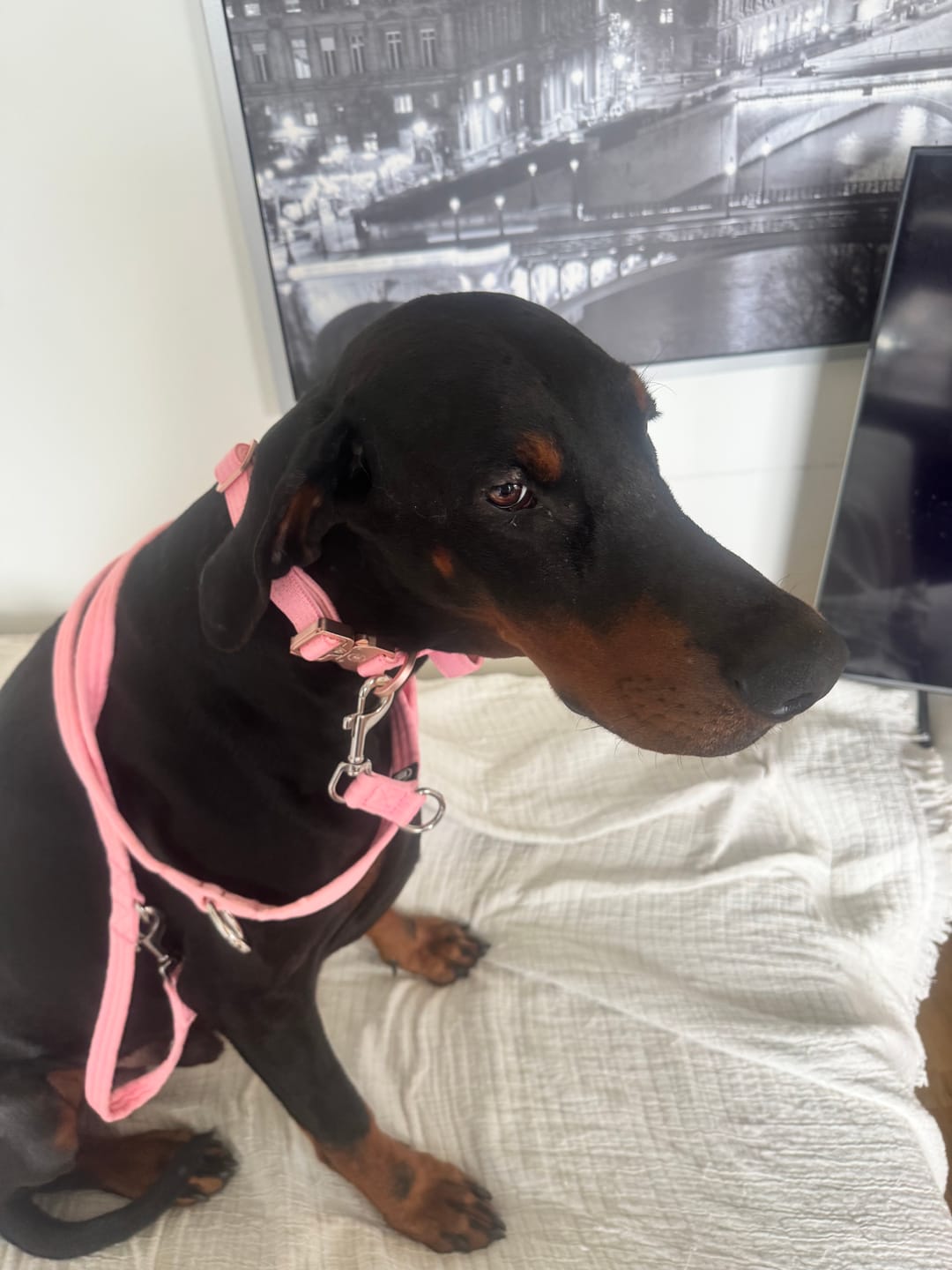 Customer photo review of 2.5cm Lighter Combat® Collar | With Handle & Secure Clip - Pink x Pink