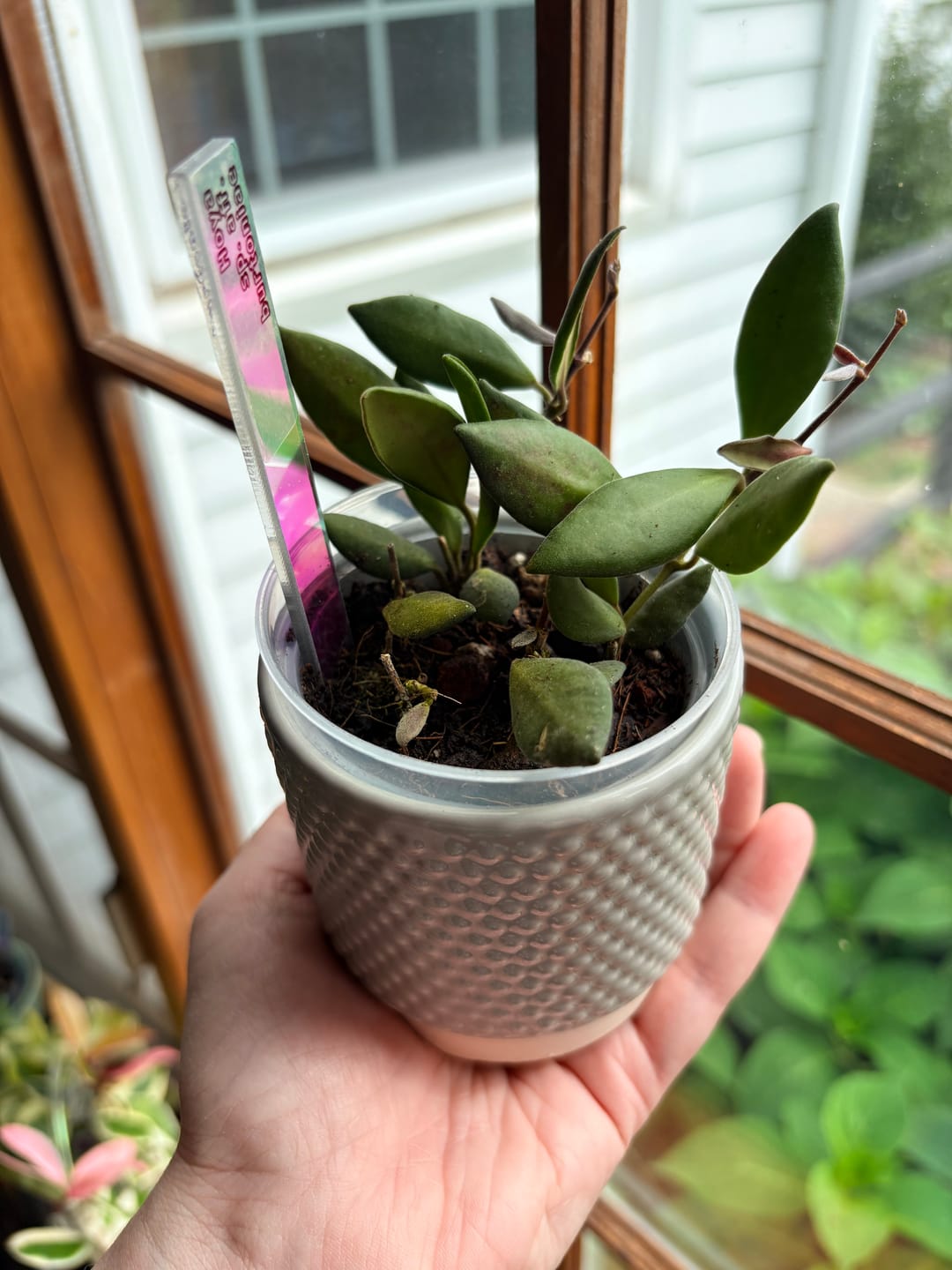 Customer photo review of Hoya sp. aff. burtoniae