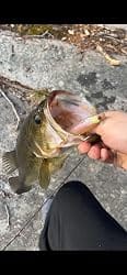 Customer photo review of Shadtale Soft Fishing Lures | BKK Hooks | Paddle Tail Swimbait | For Bass & Trout & Crappie & Walleye