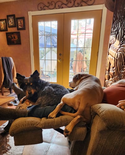 Mary Kate B.'s rescue dogs