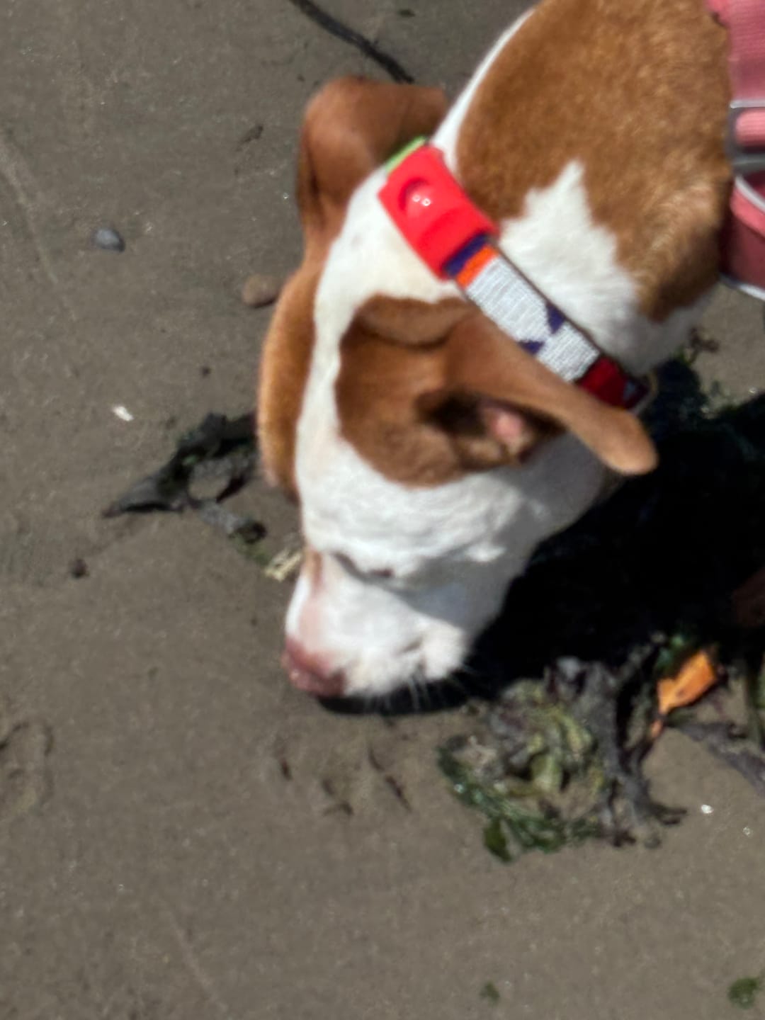Customer photo review of FurLife™ 12 Months Flea and Tick Free