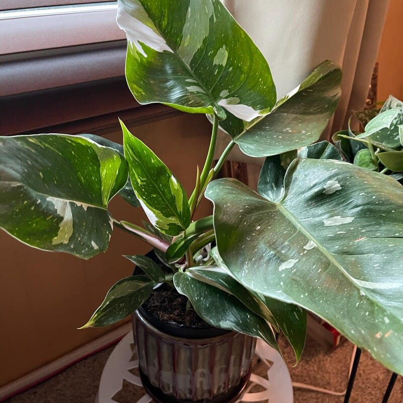 Customer photo review of White Princess Philodendron Live Plant 6" Nursery Pot - Variegated Philodendron - Rare Tropical Indoor Houseplant - Fast Growing Plants