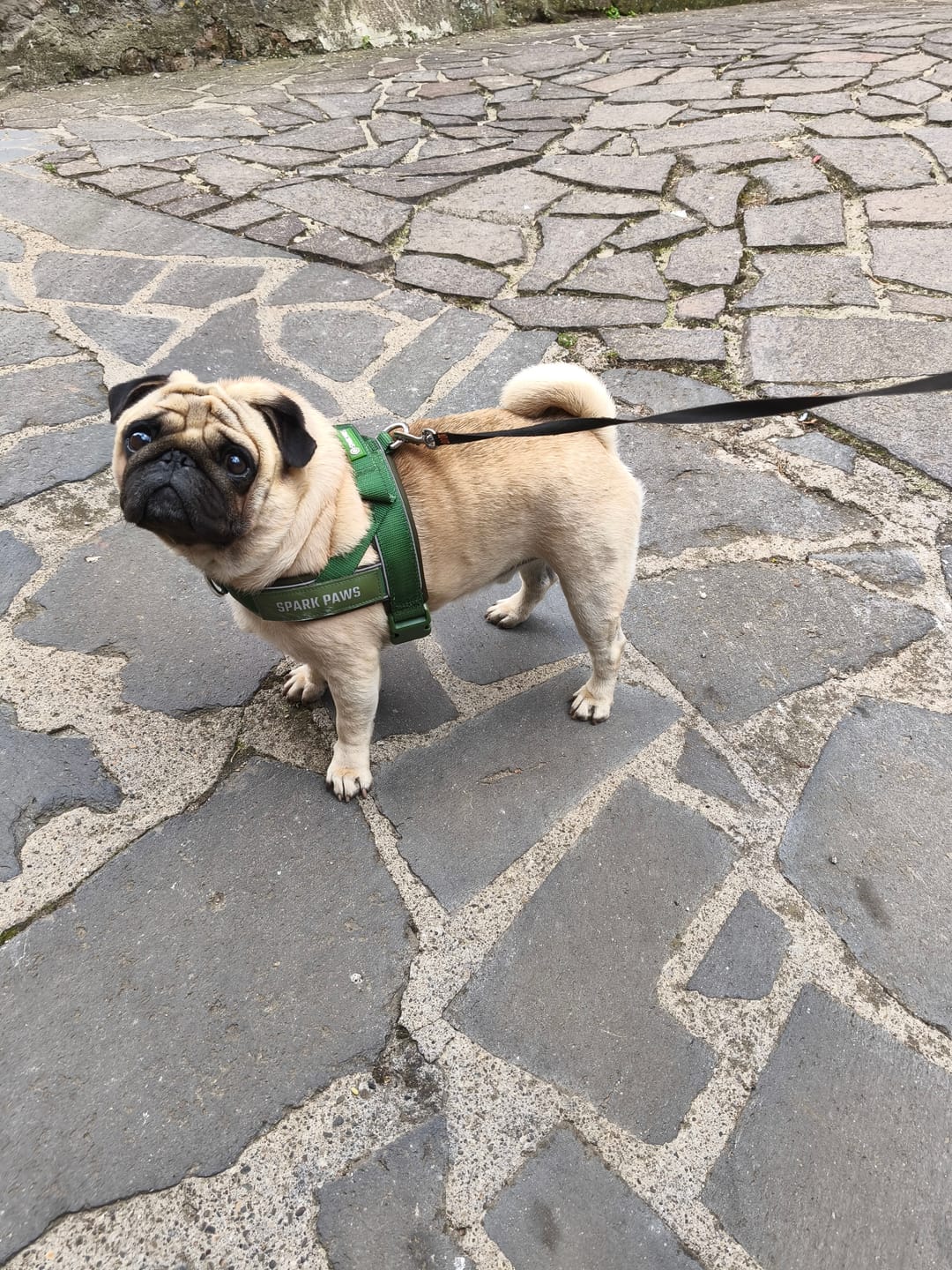 Customer photo review of Grab & Go Harness - Army Green